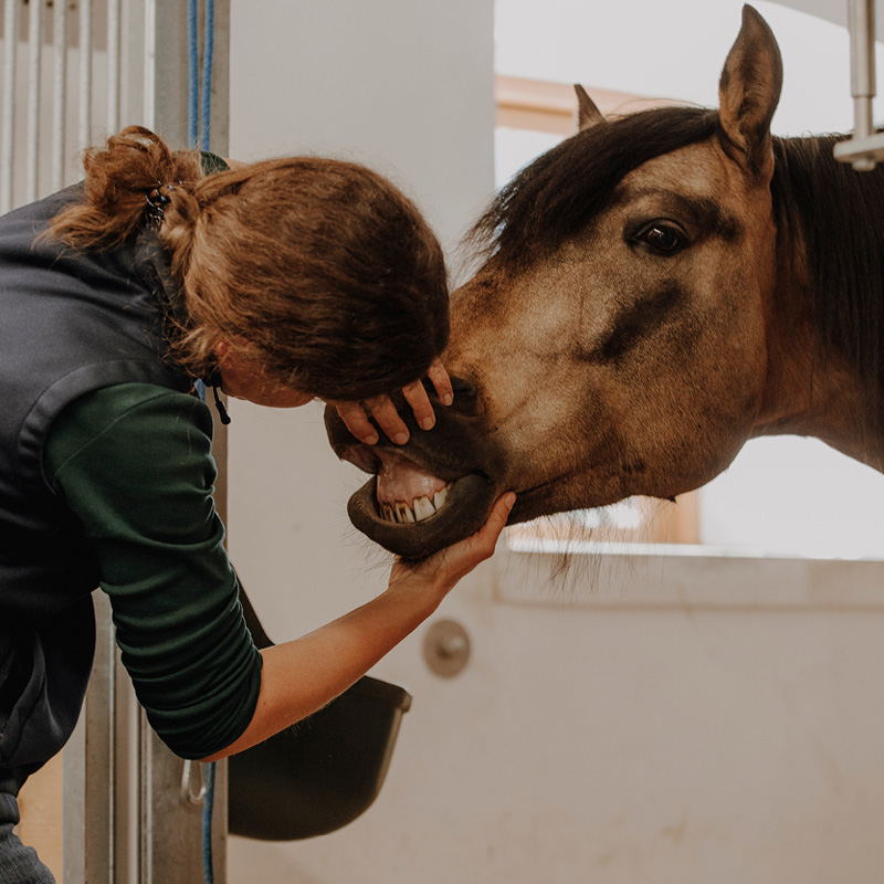 Pferdezahnart Pferdezahnärztin Perdezahnaerztin Mobile Praxis Tierarzt Pferdetierarzt Maulhöhlenendoskopie Mobiles Röntgen Pferdezahntierärztin Pferdezahntierarzt