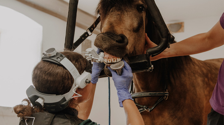 Pferdezahnart Pferdezahnärztin Perdezahnaerztin Mobile Praxis Tierarzt Pferdetierarzt Maulhöhlenendoskopie Mobiles Röntgen Pferdezahntierärztin Pferdezahntierarzt