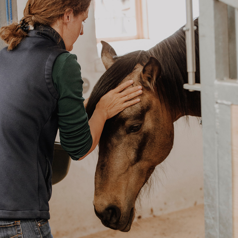 Pferdezahnart Pferdezahnärztin Perdezahnaerztin Mobile Praxis Tierarzt Pferdetierarzt Maulhöhlenendoskopie Mobiles Röntgen Pferdezahntierärztin Pferdezahntierarzt