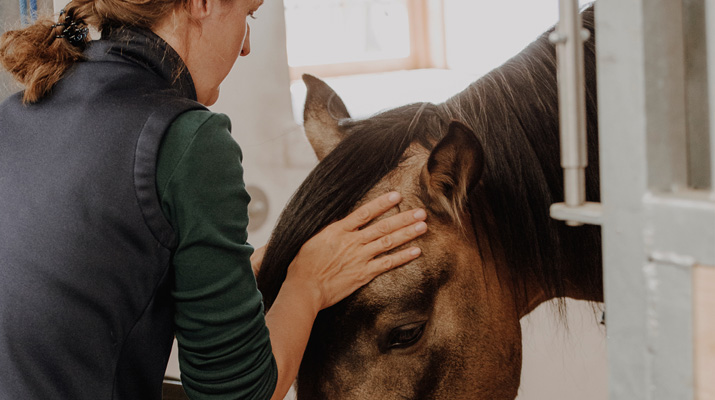 Pferdezahnart Pferdezahnärztin Perdezahnaerztin Mobile Praxis Tierarzt Pferdetierarzt Maulhöhlenendoskopie Mobiles Röntgen Pferdezahntierärztin Pferdezahntierarzt